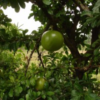 Crescentia cujete L.